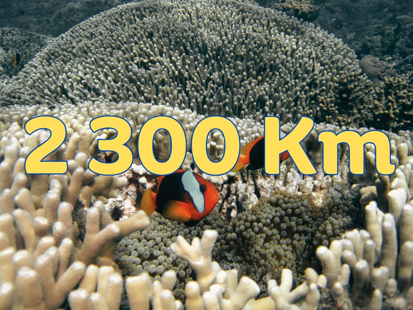 2 300 Km - The great Barrier reef